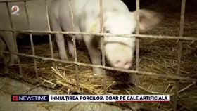 Înmulțirea porcilor, doar pe cale artificială